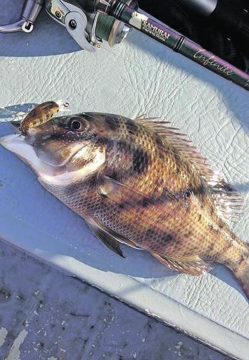 Looks like this fine bream was after its own skin. Matching the baitfish with your lures can entice more strikes.