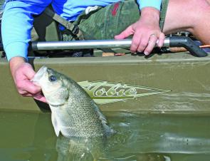 A quality Brisbane River bass is destined for release.