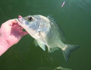 Some good size bream like this one have been around the river mouth areas.