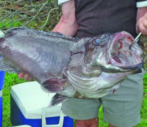 This 15kg bar cod was taken during the recent Gary Chapman NSW Offshore Teams Championship.