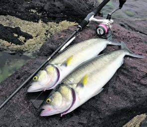 Keep your eyes peeled for surface activity and feeding birds when fishing from the shore. These 2kg salmon were taken from the rocks within sight of Mornington Pier.