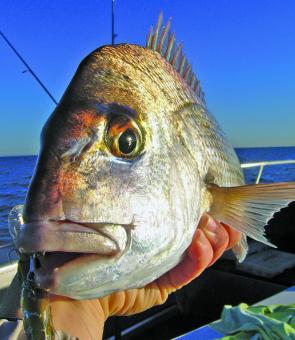 This 56cm snapper was caught on a Tsunekichi Hama Shad at Peel Island.