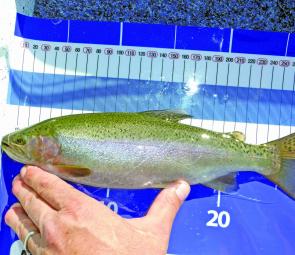 This is how good the Lake Wendouree rainbow trout are at the moment. This fish was only 4cm long six months ago.