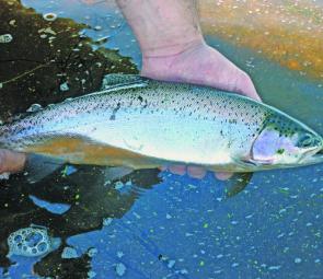 A typical rainbow trout of 1kg being released back into Hepburn Lagoon. Photo courtesy Linda Ward.
