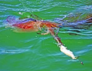 This calamari couldn’t resist the sweet taste of a silver whiting on the Quail Bank.