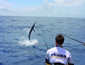 One of Lucky Strike black marlin hook-ups over the weekend (photo: Chris Beldon)
