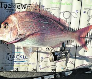 I recently trolled up this decent Brisbane River snapper from along the Caltex Reach.