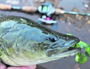 A typically small Ovens River Murray cod caught on a Z-Man 4