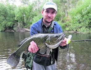 Peter Pimorski with a nicely coloured King River Murray cod caught on a prototype Wildbait cod lure which he was putting through its paces last season. 