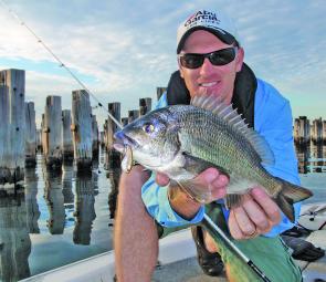 Prospecting the piers and jetties either side of the Yarra River mouth, Brad Hodges found the resident bay bream keen to intercept his Sebile Flatt Shad. 