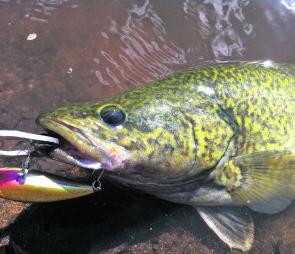 Murray cod will be a bycatch this month. Please release them quickly to avoid disturbing their breeding cycle.