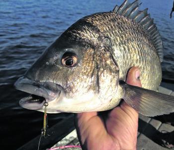 Hurricane lures are smacking the bream in deeper water.