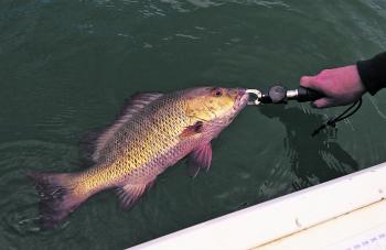 It’s good to see a great mangrove jack released.