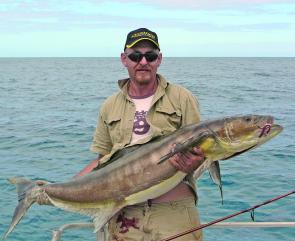 Shaun Taylor with 30kg of cobia caught on a Berkley Gulp Worm in bloody colour. 