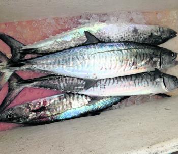 A stealth approach of no wire was required for these mackerel.