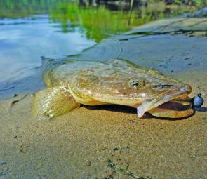 The flathead have pushed to the upper tidal limits and are keen to smack soft plastics.