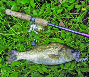 Bass are thriving with the increased water levels in the creeks. Surface lures have been accounting for plenty of stud fish.