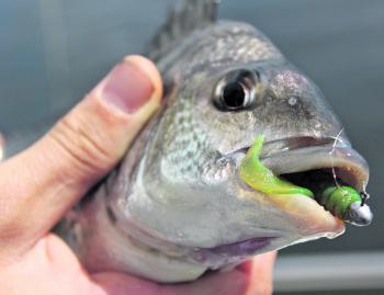 Soft plastics are doing the damage with hungry bream. 