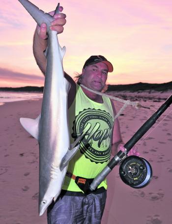 A lot of small whaler sharks were pestering beach anglers a while back. Although they put up a great fight and can be good eating when dealt with properly, most of us will be glad to see them gone.
