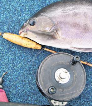 Blackfish are in excellent numbers in the Richmond River but are switching from a diet of sea cabbage to green and black weed. 