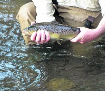 Higher flows have encouraged the trout to move around and forage. 