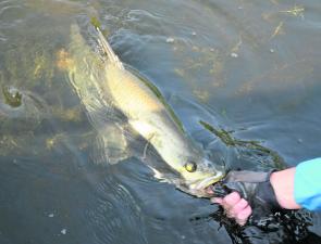 Some fish, like barramundi, can be effectively jaw gripped – careful of the hooks, though!