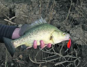 Golden perch are being caught casting hardbodied lures in the Loddon River.