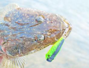 Although flathead will hit surface lures, soft plastics are generally a better bet if you simply want to catch fish.
