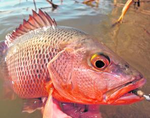 This land-locked mangrove jack ate an Ecogear Bream Prawn 40mm.