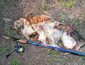 How's this for a washed-up, 80 odd cm of dead mangrove jack from a lake?