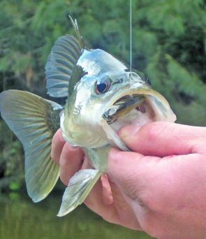 Lipless crankbaits work well on deep fish down around bridge pylons, but be wary of the snagpiles and flood debris that might take your expensive lures.