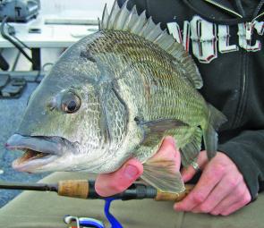 Bream are the main species that anglers can target using lures around rockwalls and other structures.