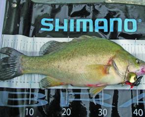 Kangaroo Lake has been producing solid golden perch on bait and lures. 