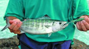 The perfect live bait bonito. The kings love them and the big cobia and sharks find them irresistible, too.