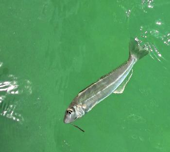 Here you can see the tell-tale lateral line that's characteristic of diver whiting.