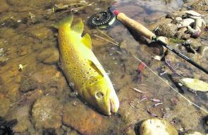 The brown trout is surely the king of all freshwater fishes, especially when they take a dry fly.