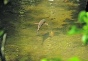 A lovely mangrove jack swims up a rainforest stream… the stuff dreams are made of.