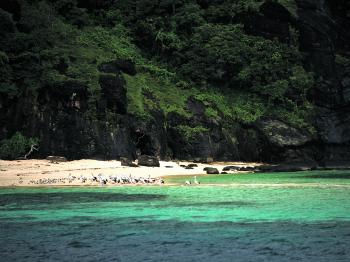 Fishing birds gathering on a remote beach – a common sight this time of year. 