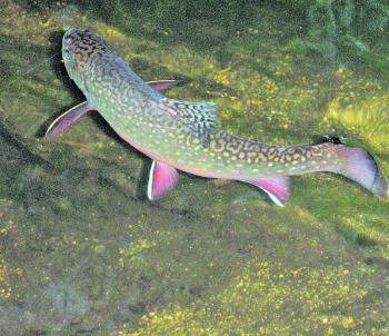 A beautifully marked brook trout caught in the greater Batlow area on a hopper imitation. Stream trout have been gorging themselves on grasshoppers over the last couple of months.