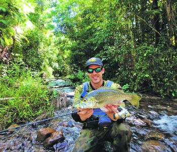 The author recently explored a stunning creek with his mate looking for jungle perch like this beaut.