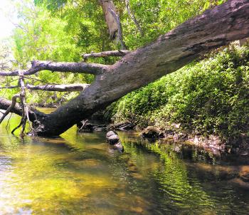 The cooler weather at this time of year is perfect for exploring the many freshwater streams that the tropical north has to offer.