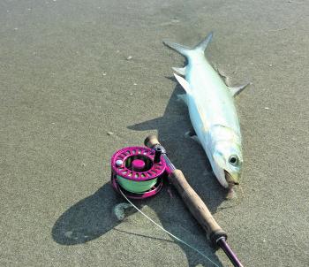 A handy tropical beach combo: a TFO 375 reel, TFO Mangrove 8wt rod, and an obliging giant herring. 