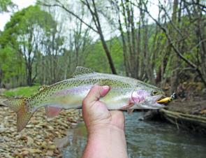 A nice rainbow from the 15 Mile Creek caught on an Eddys Lip Rippa. The 15 Mile Creek really is in poor health at the moment with major flooding leaving deep pools few and far between.