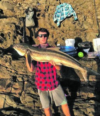 Daniel Richardson with his first cobia from the rocks – a great fish. Many like it are hanging around early this month.