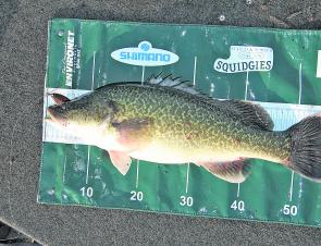 A Murray cod of about 55cm, which will be the new common minimum size for both NSW and Victoria.
