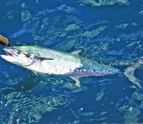 Gaffing mackerel in the head, ensures the maximum return of clean flesh fillets.