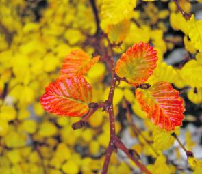 The pot of gold at the start of the rainbow – fagus in full flight.