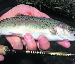 A golden handful – small rainbow trout from a Tasmanian stream.