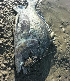 This bream fell victim to a Cranka Crab fished right up close in the snags.