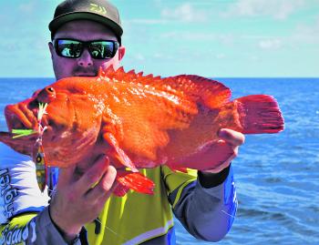 This tomato cod was pulled from an isolated bommie on a slow fall 60g Yakamito Spirit jig.